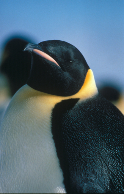 An emperor penguin, the largest species of penguin