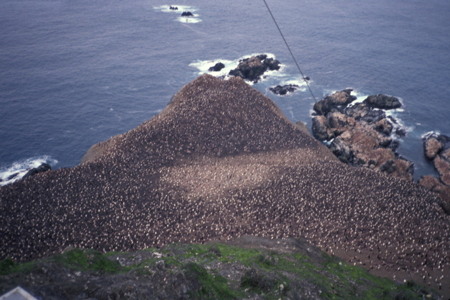Overlooking a penguin colony on the rocky coast of Seal Island