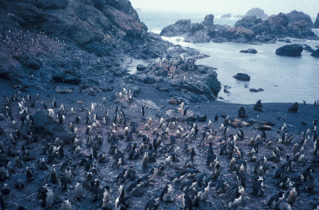 A chinstrap penguin colony on the rocky coast of Seal Island
