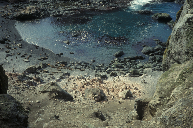 Penguins and seals at North Cove, Seal Island