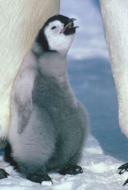 An emperor penguin chick with two adults