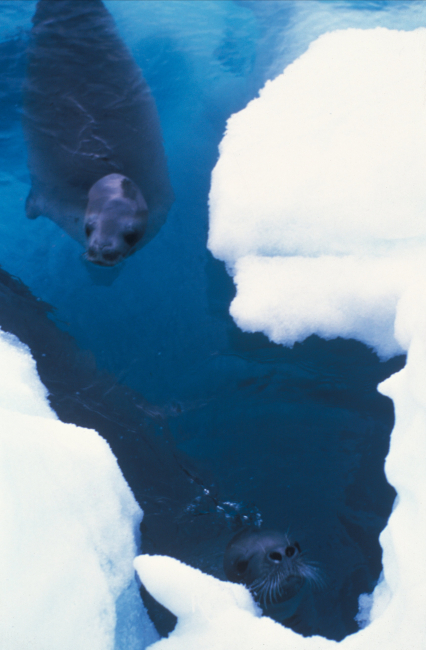 Crabeater seals swim near an ice floe