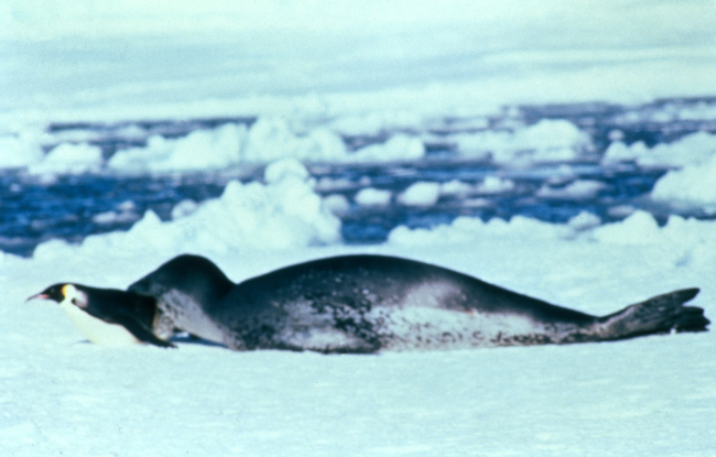 A leopard seal captures an emperor penguin