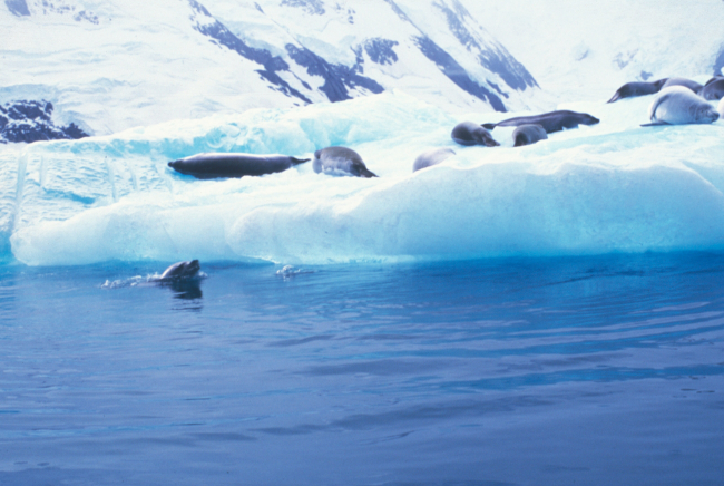 Crabeater seals rest on an iceberg