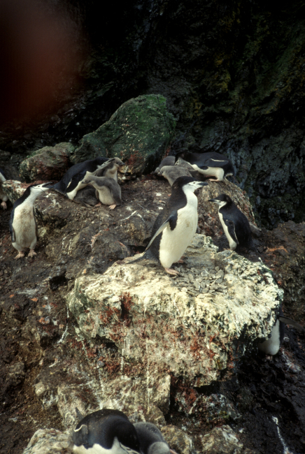 Chinstrap penguins with chicks, Seal Island