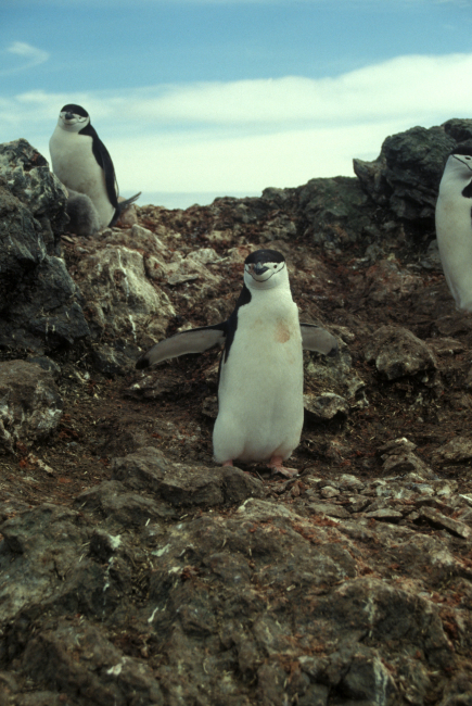Chinstrap penguins, Seal Island
