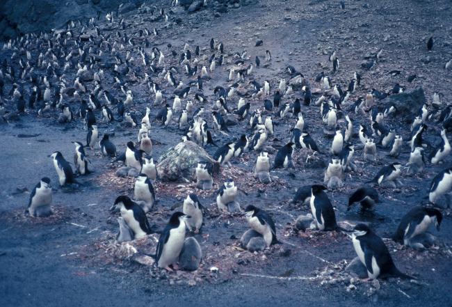 Chinstrap penguins on nests, Seal Island