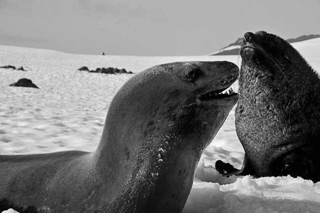 A leopard seal and Antarctic fur seal