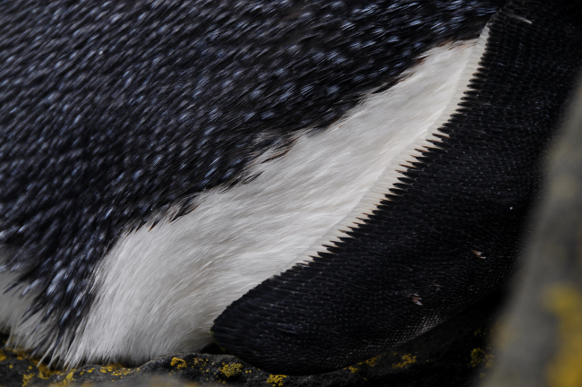A close up of a penguin's feathers