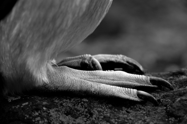 A closeup of a penguin's feet