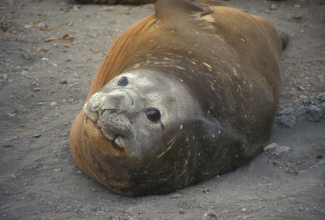 Southern elephant seal resting on a beach at Seal Island, South Shetland Islands