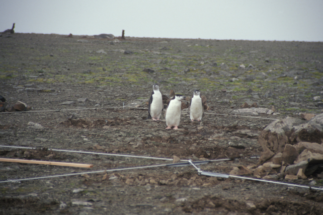 Chinstrap penguins at the Cape Shireff field camp construction site,Livingston Island