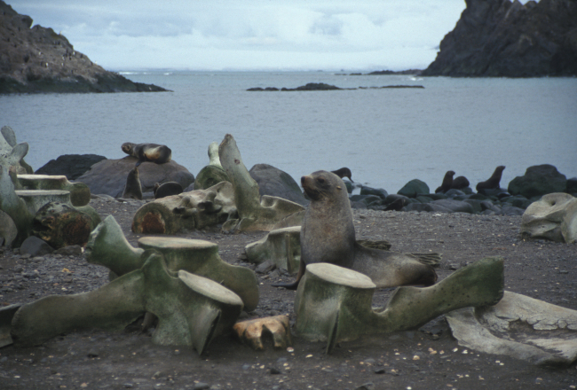 Antarctic fur seals with whalebones at Cape Shirreff, Livingston Island