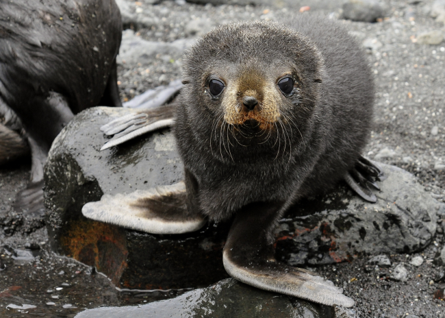 An Antarctic fur seal pup, Livingston Island