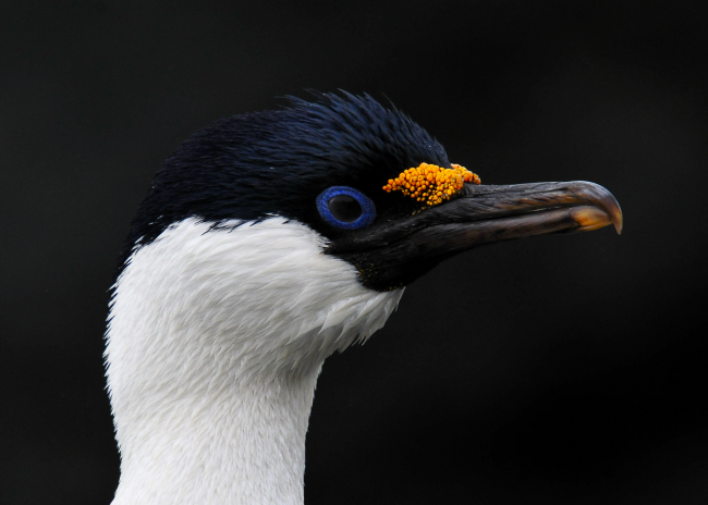 A close-up of this Antarctic shag highlights its characteristic blue eyes andthe yellow/orange growth above its beak that is brightest during the breedingseason, presumably to attract mates