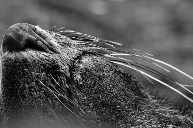 Close up of an Antarctic fur seal