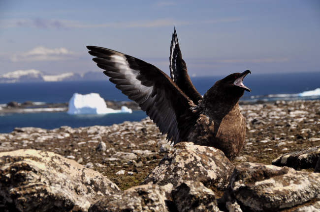 A skua displays its outstretched wings in a long-call wing displayas a method of claiming its territory