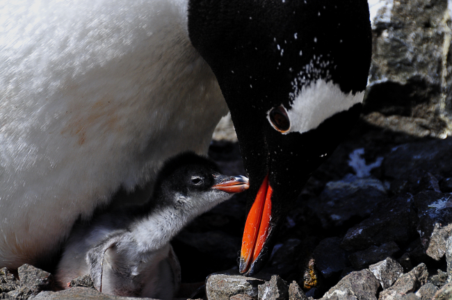 A gentoo penguin and chick