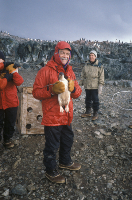An AMLR scientist with an Adelie penguin, which will be measured, taggedand released