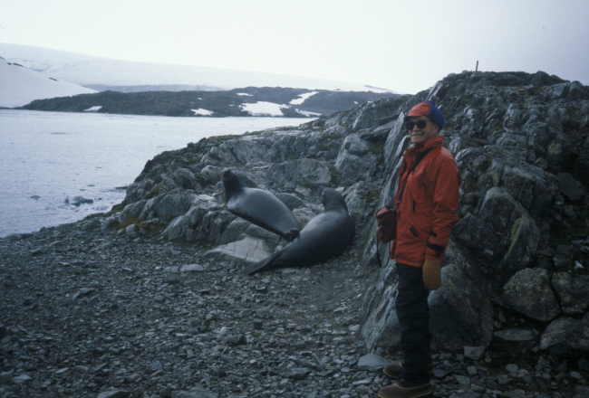 An AMLR biologist with two southern elephant seals