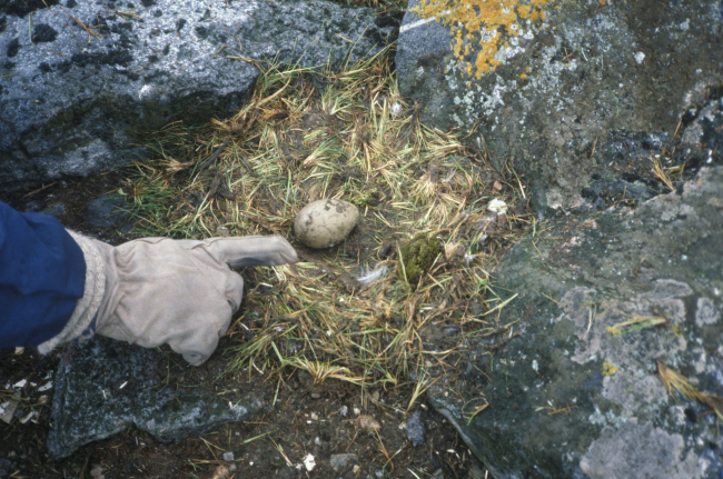 An AMLR scientist records the number of eggs found in this skua nest while theadult skuas are foraging away from the nest