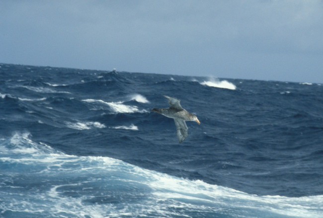 A southern giant petrel glides over the crests of waves while foraging inthe Southern Ocean