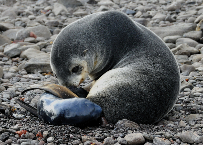 An Antarctic fur seal mother with a pup, only minutes old
