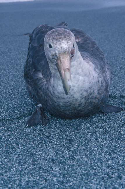 A southern giant petrel rests on a sandy beach on Seal Island