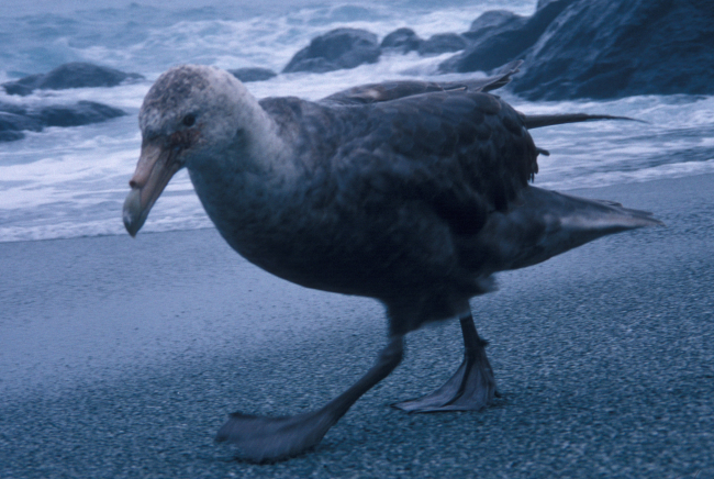 A southern giant petrel walks along the coast on Seal Island