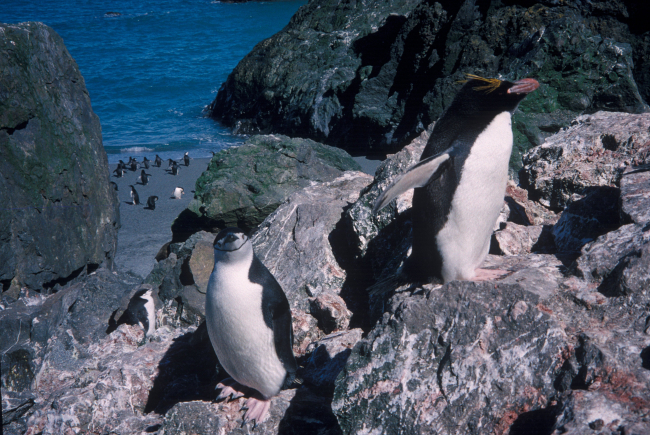 Chinstrap and macaroni penguins, Seal Island, Antarctica