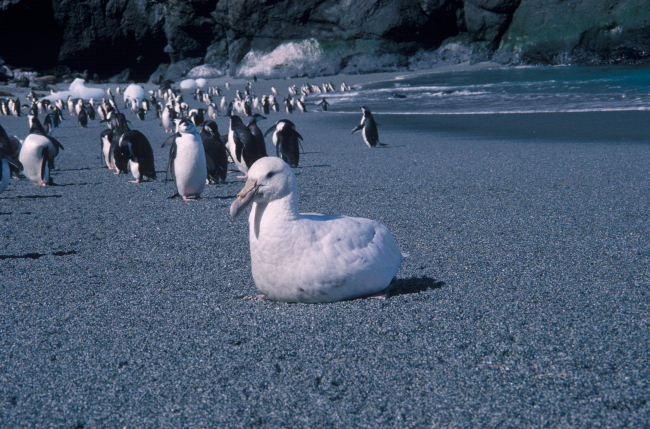 A white morph giant petrel rests on the beach in front of a group ofchinstrap penguins