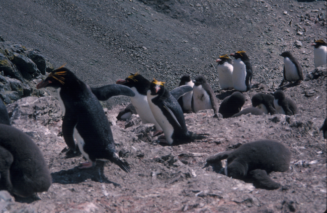 Macaroni penguins, South Shetland Islands