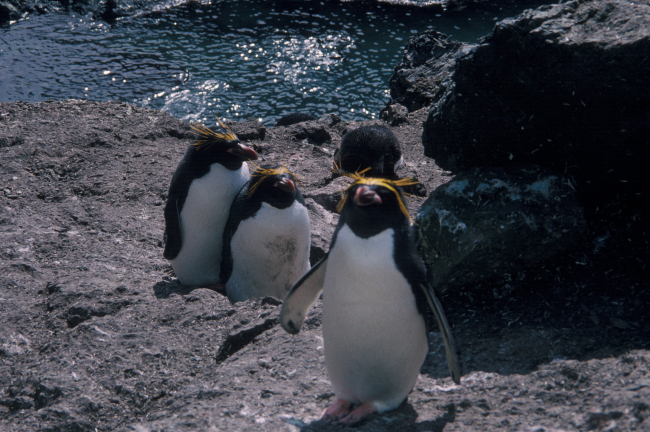 Macaroni penguins, South Shetland Islands