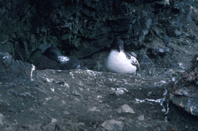 Cape petrels sit on their nests on the rocky coast of Seal Island