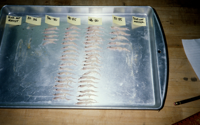 Antarctic krill (Euphausia superba) sorted by size