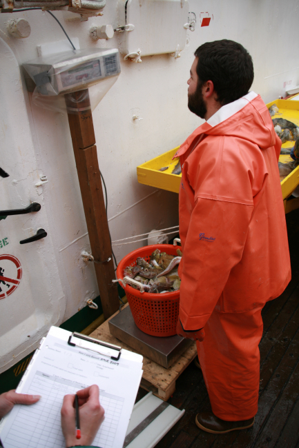 An AMLR scientist weighs catch from a fish trawl