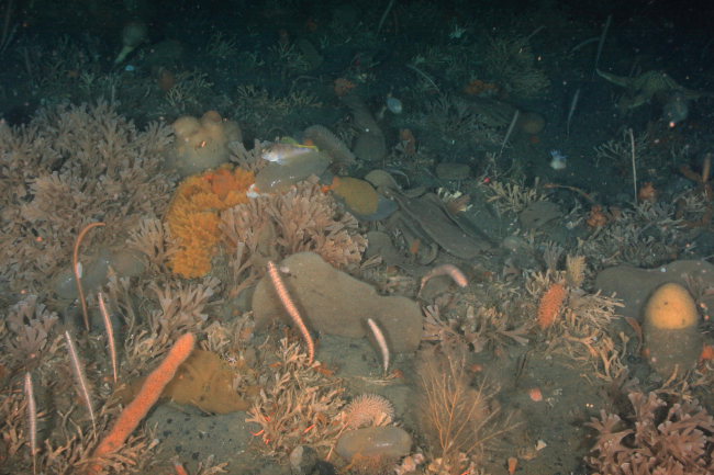 Benthic invertebrates on the Antarctic sea floor