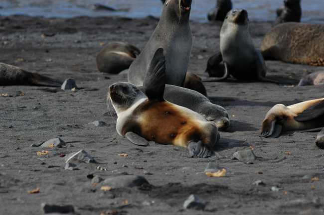Antarctic fur seals, Livingston Island