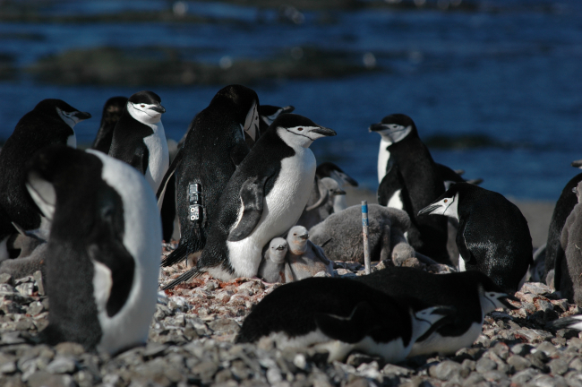A chinstrap penguin colony on King George Island