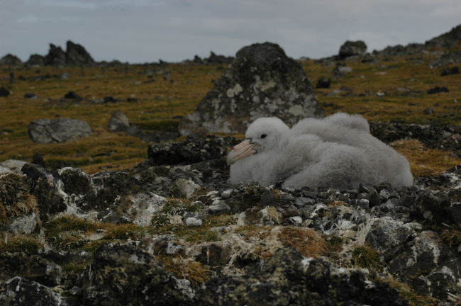 A southern giant petrel chick rests on its nest amidst rocks and mosses