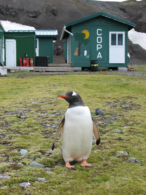 A gentoo penguin stands in front of the Copacabana field station, King George Island