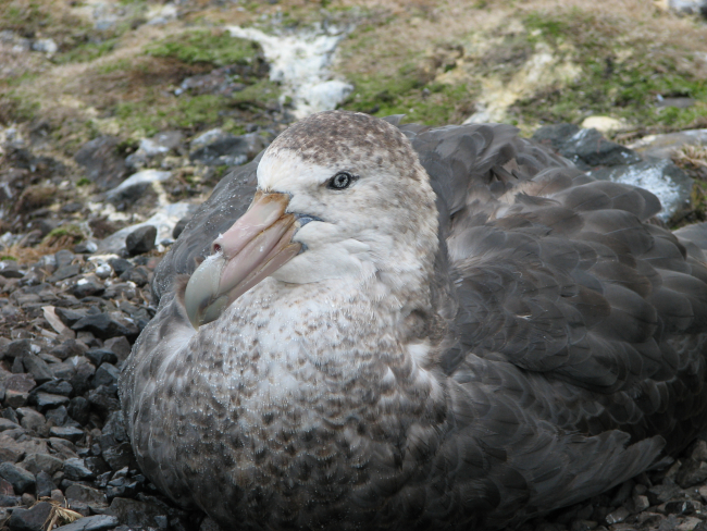 A southern giant petrel sits on its nest