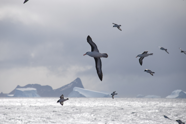 Two black-browed albatross fly with a flock of cape petrels across a classic,