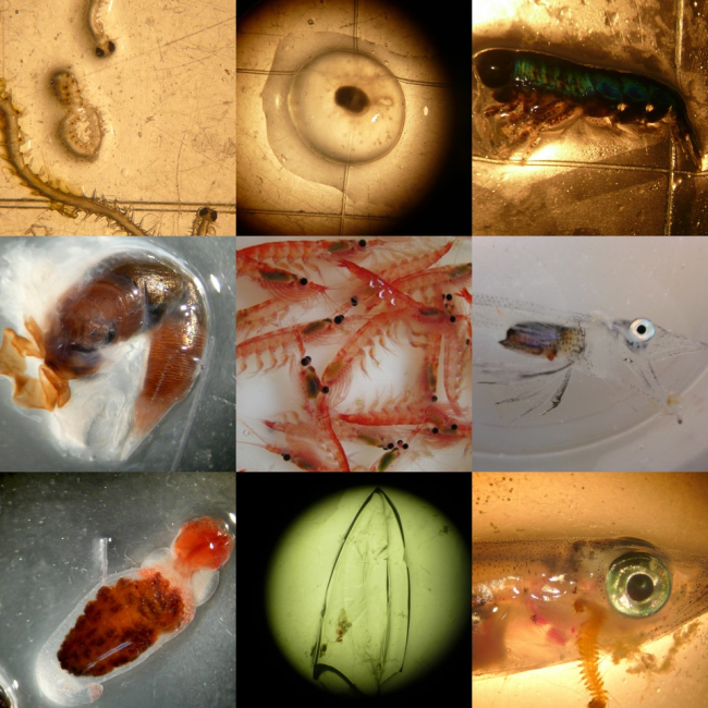 Composite photo of Antarctic invertebrates and fish larvae