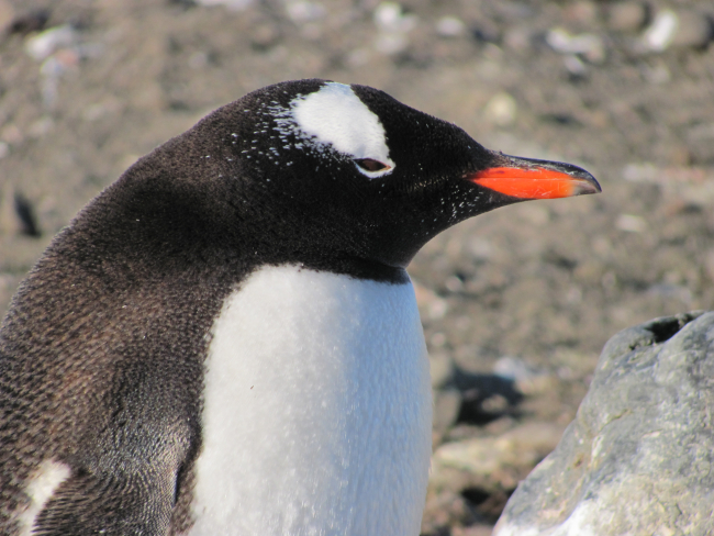 A gentoo penguin at Livingston Island
