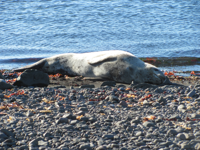 A leopard seal basks in the sun at Livingston Island