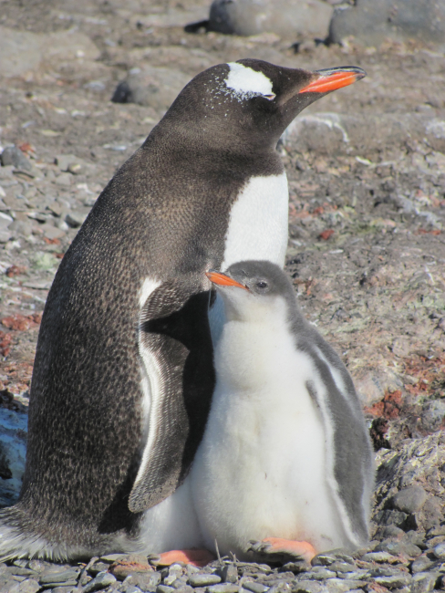 An adult gentoo penguin with its chick, King George Island