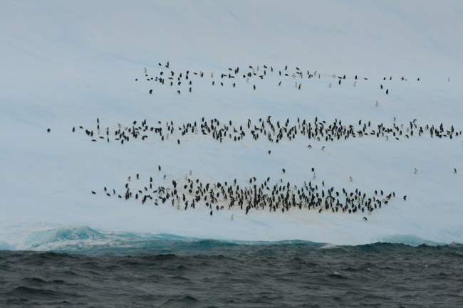 A chinstrap penguin aggregation on an iceberg