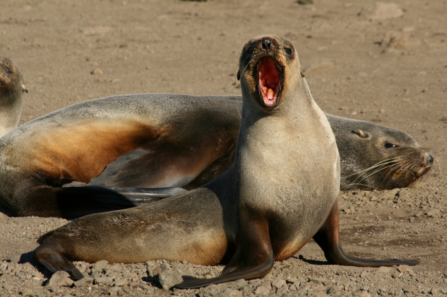 A female Antarctic fur seal calls to her pup