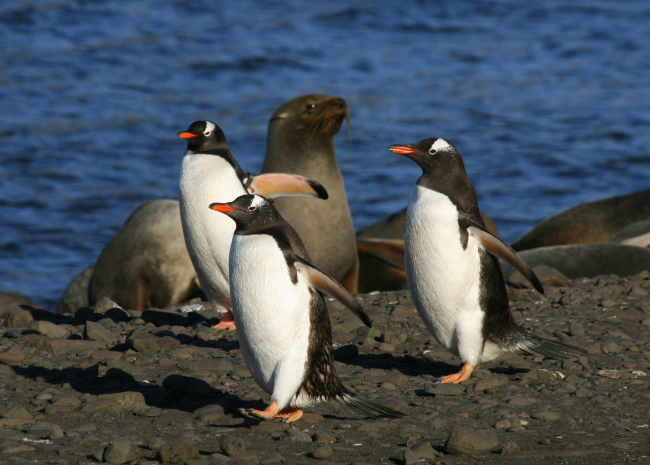 Gentoo penguins and fur seals at Livingston Island
